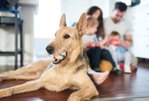 air quality in home with pets